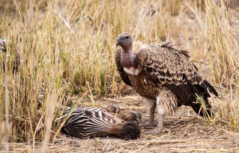 C\'est la viephoto preview