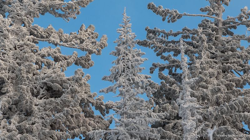 зима, иней, кедры, пихты, рябина, снег, солнце, гора зелёная, шерегеш, горная шория, сибирь Шерегеш крупным планом фото превью