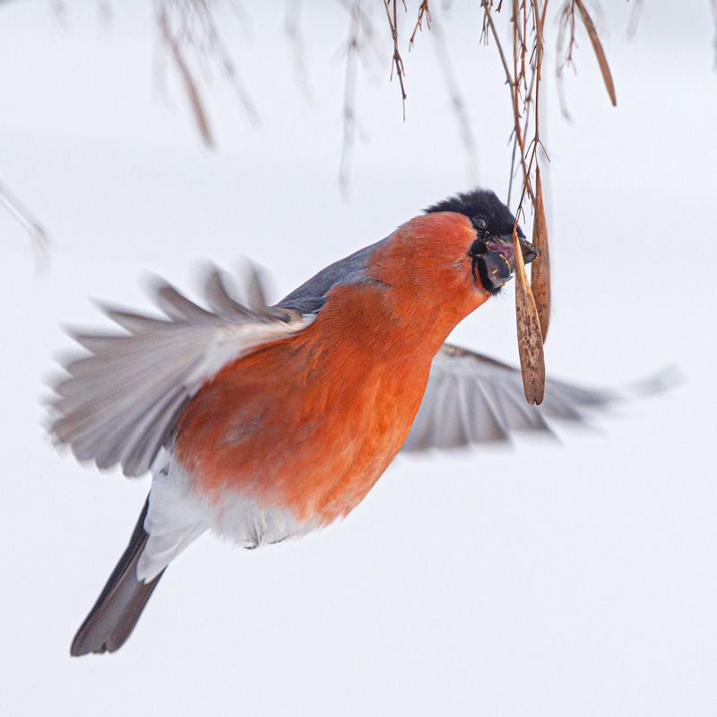 Снегирь Зимний колибриphoto preview