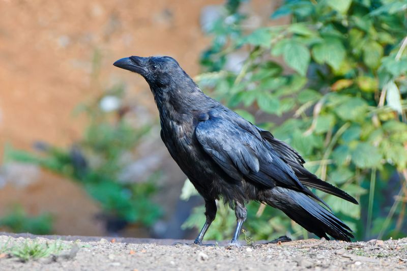 #bird #wildlife #nature #birdphotography Воронphoto preview
