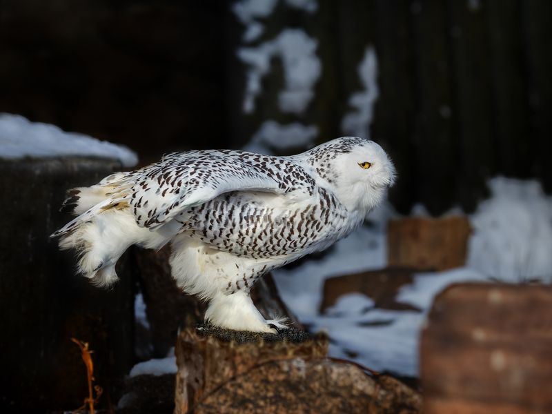 Полярная соваphoto preview