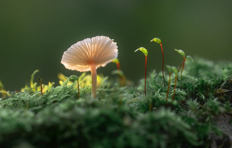 гриб, макро, macro ***photo preview