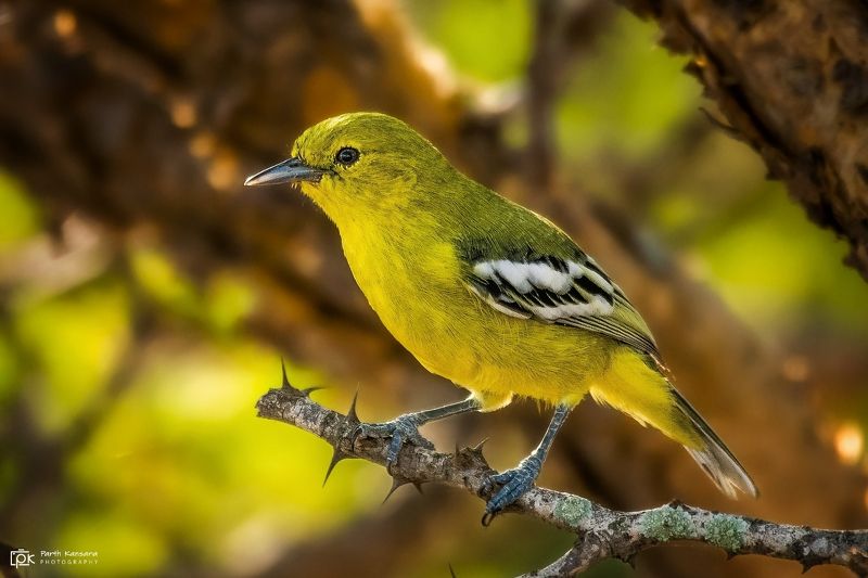 white-tailed iora, aegithina nigrolutea, grk, greater rann of kutch, nature, 35awards, 35photo, wildlife, birds, birds of india, parth kansara, parth kansara wildlife, indian wildlife, photo, photography, kutch, birds of kutch, nakhatrana, kutch wildlife, White-tailed Iora (Aegithina nigrolutea)photo preview