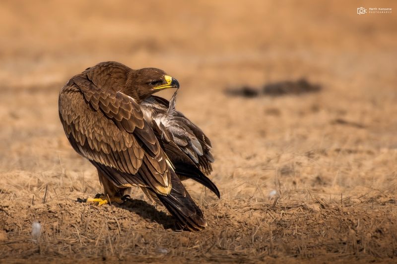 steppe eagle, aquila nipalensis,grk, greater rann of kutch, nature, 35awards, 35photo, wildlife, birds, birds of india, parth kansara, parth kansara wildlife, indian wildlife, photo, photography, kutch, birds of kutch, nakhatrana, kutch wildlife, Steppe Eagle (Aquila nipalensis)photo preview