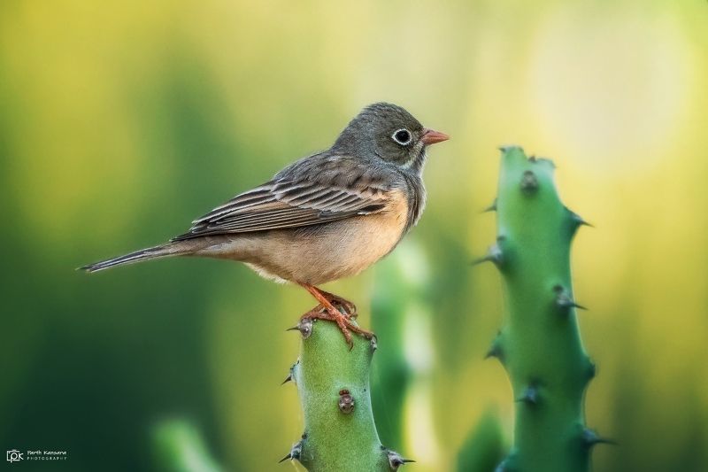 grey-necked bunting, emberiza buchanani, grk, greater rann of kutch, nature, 35awards, 35photo, wildlife, birds, birds of india, parth kansara, parth kansara wildlife, indian wildlife, photo, photography, kutch, birds of kutch, nakhatrana, kutch wildlife, Grey-necked Bunting (Emberiza buchanani)photo preview