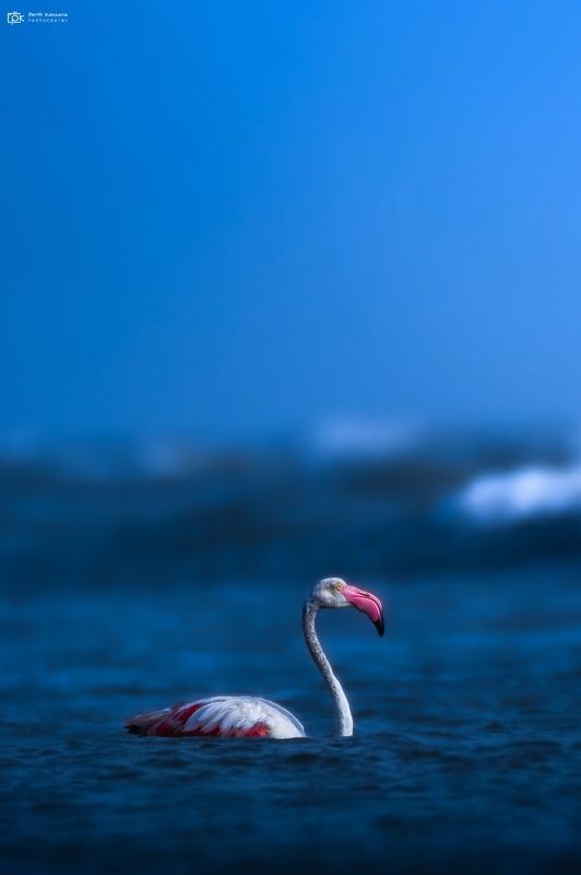 greater flamingo, phoenicopterus roseus, grk, greater rann of kutch, nature, 35awards, 35photo, wildlife, birds, birds of india, parth kansara, parth kansara wildlife, indian wildlife, photo, photography, kutch, birds of kutch, nakhatrana, kutch wildlife, Greater Flamingo (Phoenicopterus roseus)photo preview