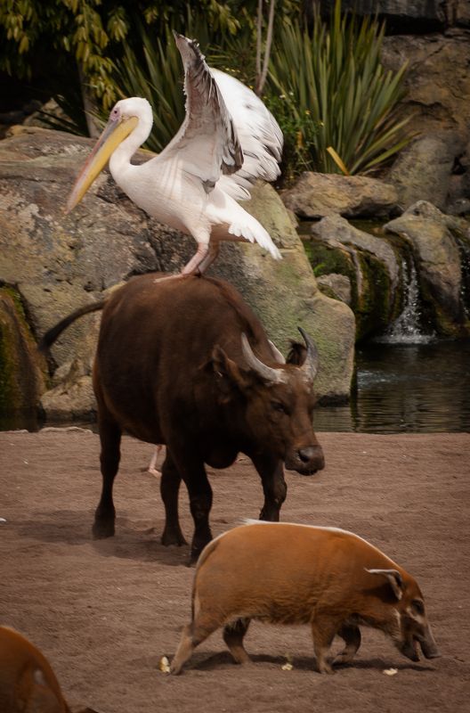 Уголок Дурова!photo preview