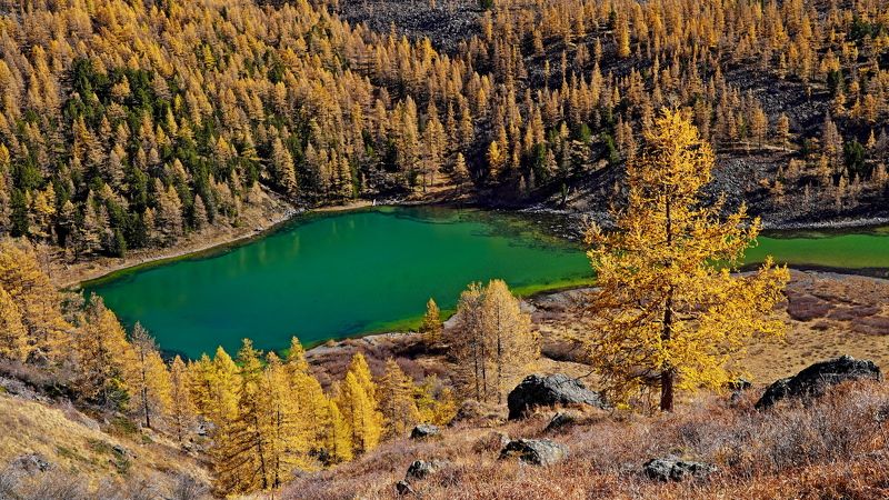озеро, горы, алтай, куехтанарские озера, горное озеро, озеро горных эльфов, желтые лиственницы Изумруд в золотой оправеphoto preview