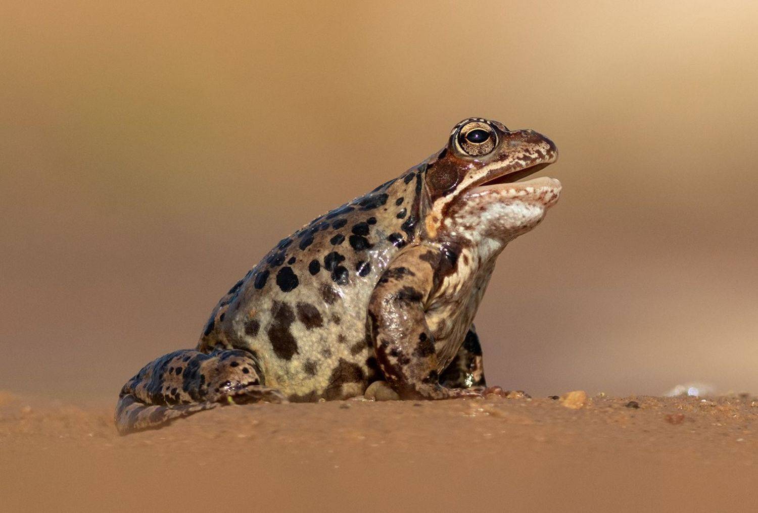 Травяная лягушка. Автор: Павел Краснослободцев Лягушка,животные, амфибии, травяная лягушка,фотоохота, Павел Краснослободцев