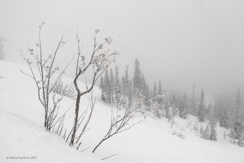 зима, снег, дымка, непогода, иней, рябина, кедры, пихты, пасмурный, гора зелёная, шерегеш, горная шория, сибирь Пасмурный Шерегеш фото превью