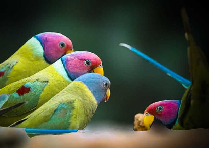 Plum Headed Parakeetphoto preview