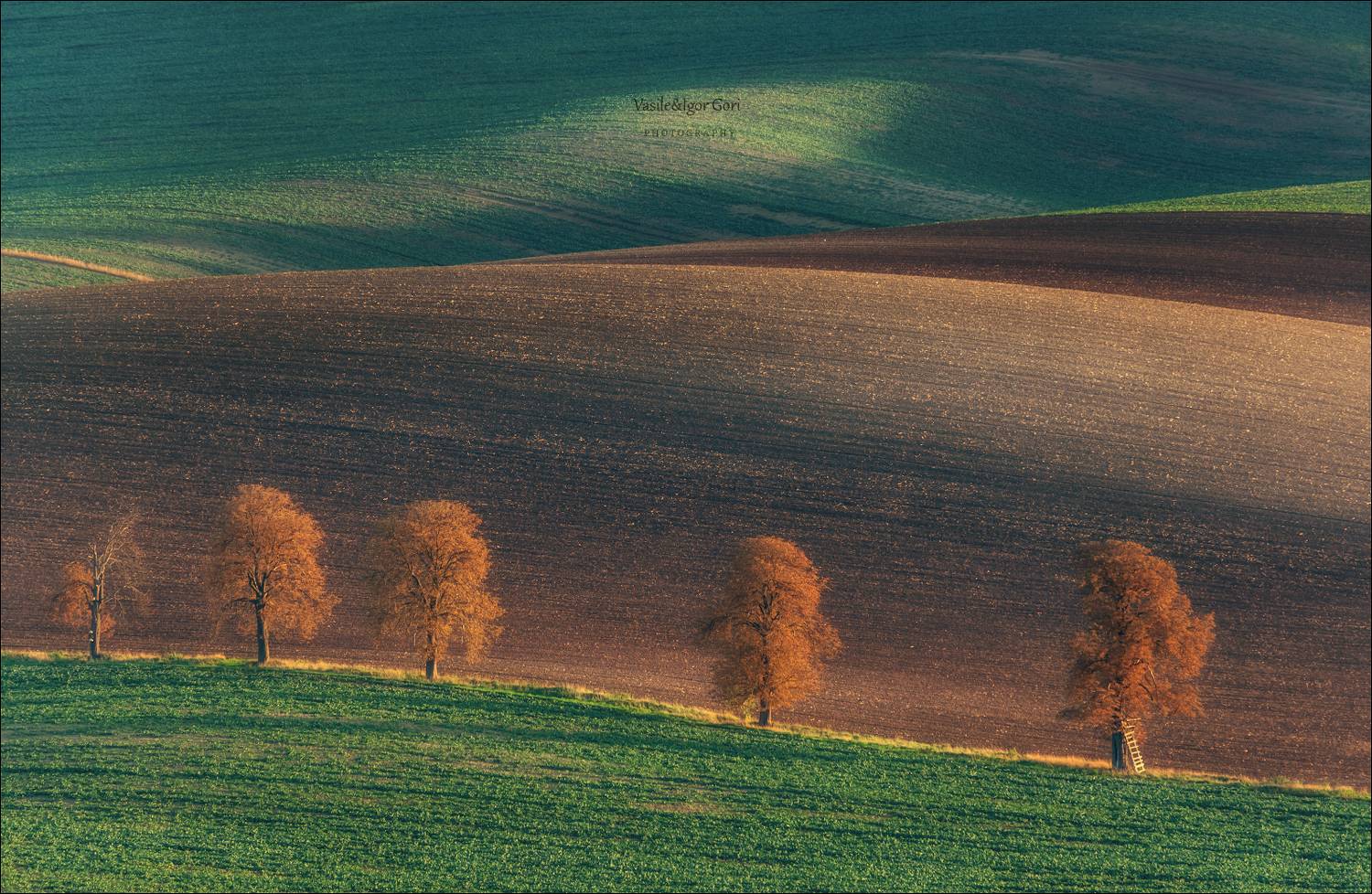 южная моравия,пейзаж,линии,south moravian,lines,свет,czech,осень,чехия,landscapes,карлин,каштаны, Василий Гори