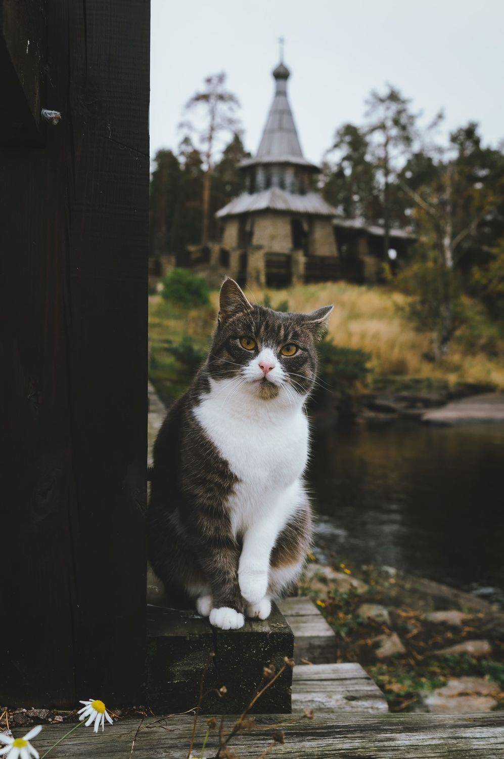 Прихожанин на Валааме.. Автор: Бугримов Егор cat, karelia, autumn, church, cathedral, animal, autumn,, Бугримов Егор