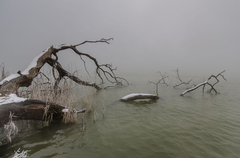 зима, дерево photo preview