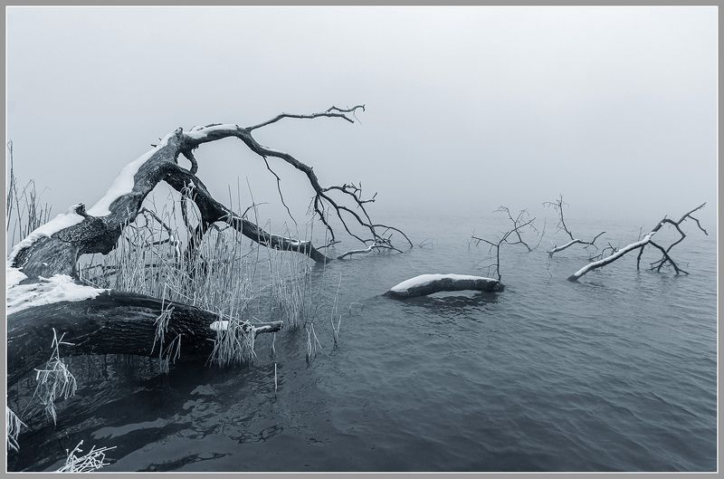 зима, дерево, водоём photo preview