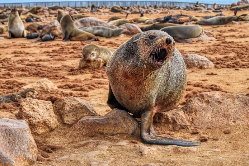 cape crossphoto preview