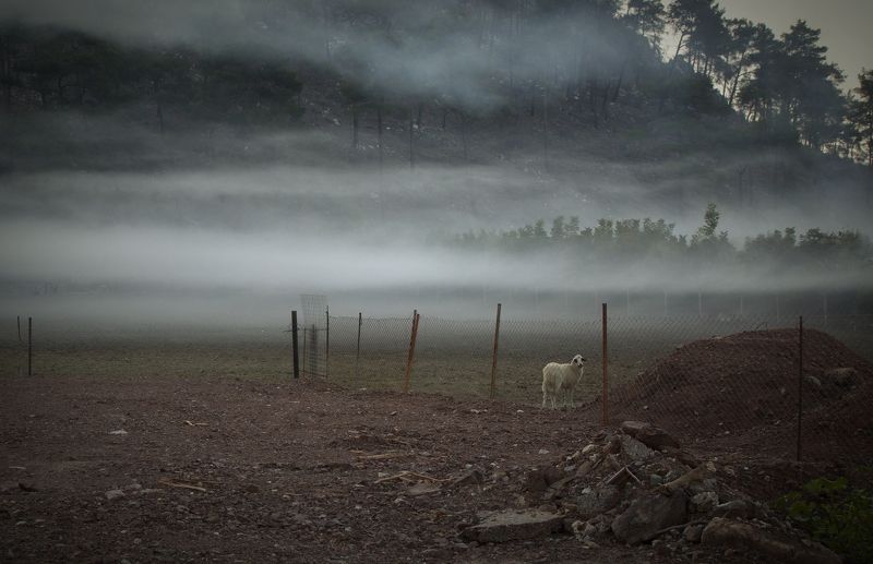 утро, туман, осень, овца, тишина, мир, покой в Октябреphoto preview