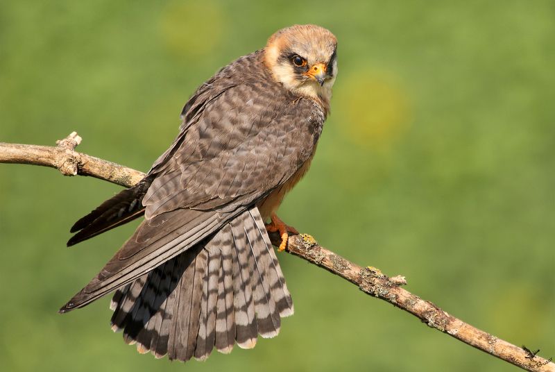 кобчик. Самочка.photo preview