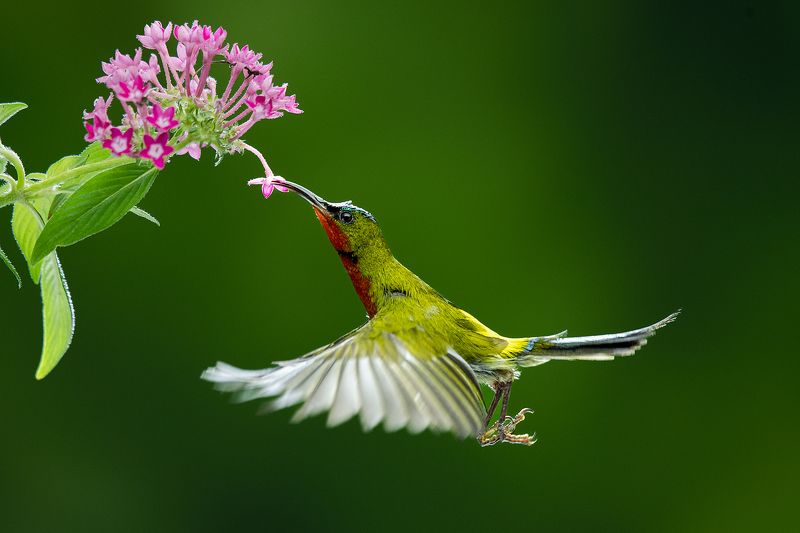 Hovering photo preview