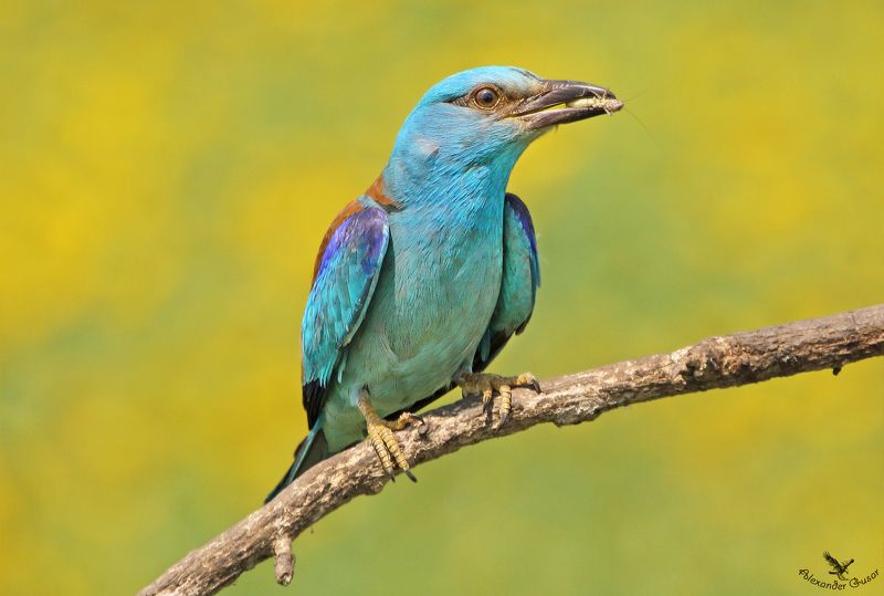 Сизоворонкаphoto preview