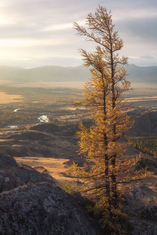 курайская степь, алтай Утро в Курайской степиphoto preview