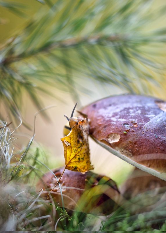 осенние истории, улитка, белый гриб,лес,березовый листок Укрываемся, утепляемся! фото превью