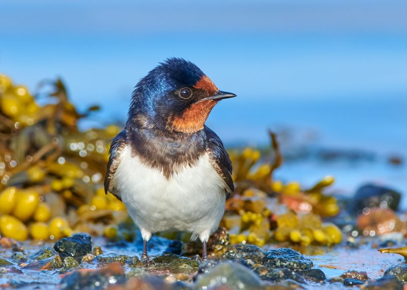 Деревенская ласточка на литоралиphoto preview