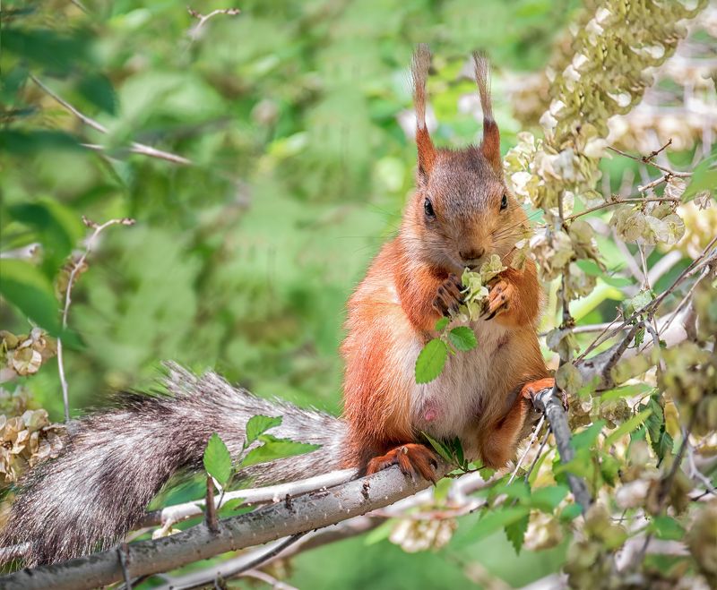 белка, лес, весна, День БЕЛОЧКИ.photo preview
