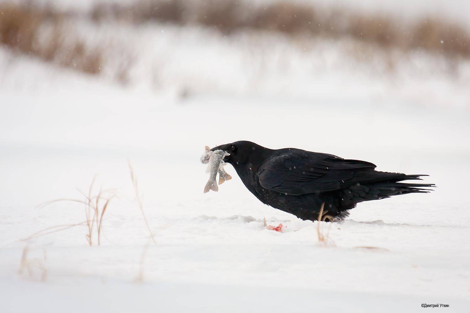 Рыбный день. Автор: Дмитрий Уткин , Дмитрий Уткин