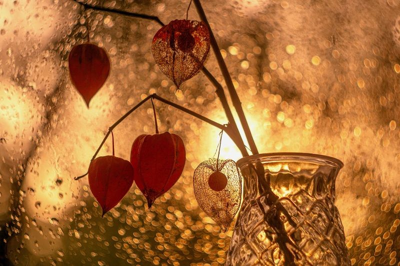 натюрморт, физалис,осень Физалис.photo preview