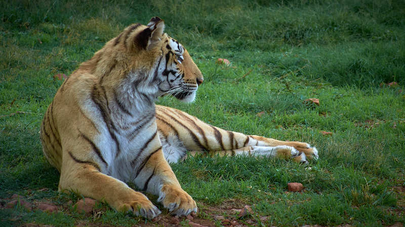 Тигр (ЮАР) фото превью