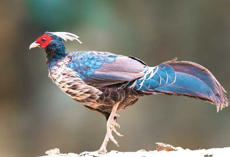 Kaleej Pheasantphoto preview