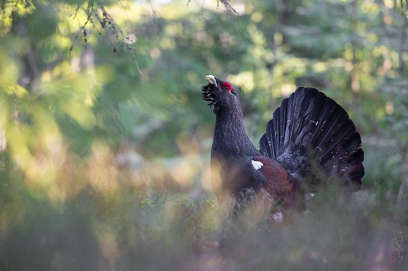 глухарь, глухариный ток в акварельном лесуphoto preview
