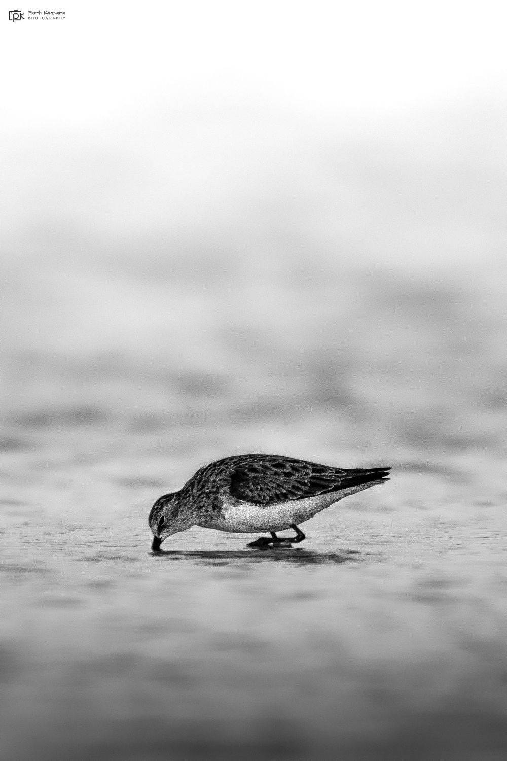 little stint, calidris minuta,grk, greater rann of kutch, nature, 35awards, 35photo, wildlife, birds, birds of india, parth kansara, parth kansara wildlife, indian wildlife, photo, photography, kutch, birds of kutch, nakhatrana, kutch wildlife,, parth kansara