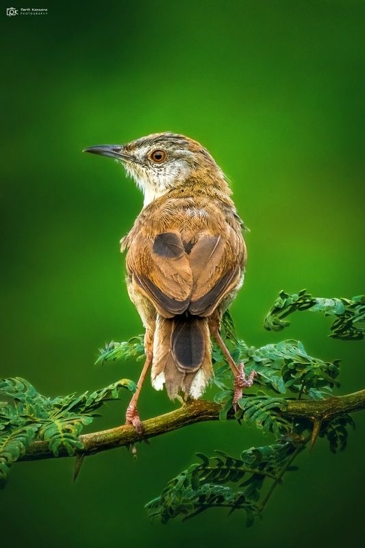 plain prinia, prinia inornata, grk, greater rann of kutch, nature, 35awards, 35photo, wildlife, birds, birds of india, parth kansara, parth kansara wildlife, indian wildlife, photo, photography, kutch, birds of kutch, nakhatrana, kutch wildlife, Plain Prinia (Prinia inornata)photo preview