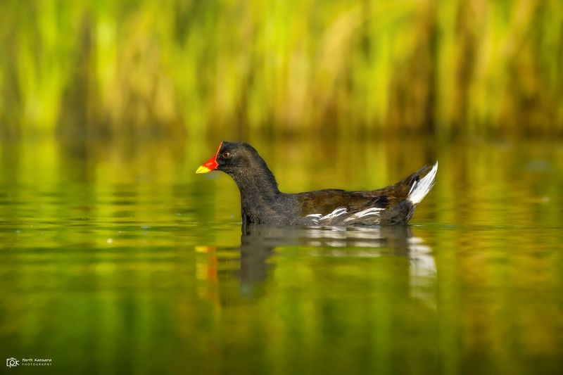 eurasian moorhen, gallinula chloropus, grk, greater rann of kutch, nature, 35awards, 35photo, wildlife, birds, birds of india, parth kansara, parth kansara wildlife, indian wildlife, photo, photography, kutch, birds of kutch, nakhatrana, kutch wildlife, Eurasian Moorhen (Gallinula chloropus)photo preview