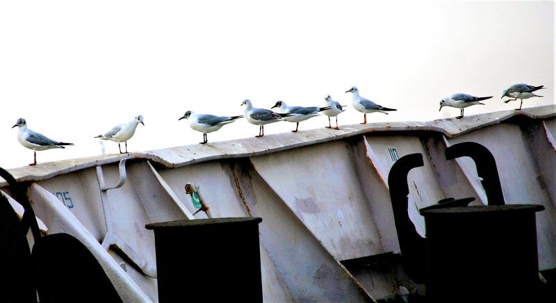 ....пассажиры... фото превью