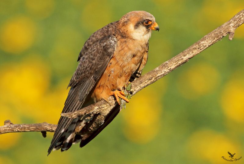 кобчик самка. Саранча на завтрак.photo preview