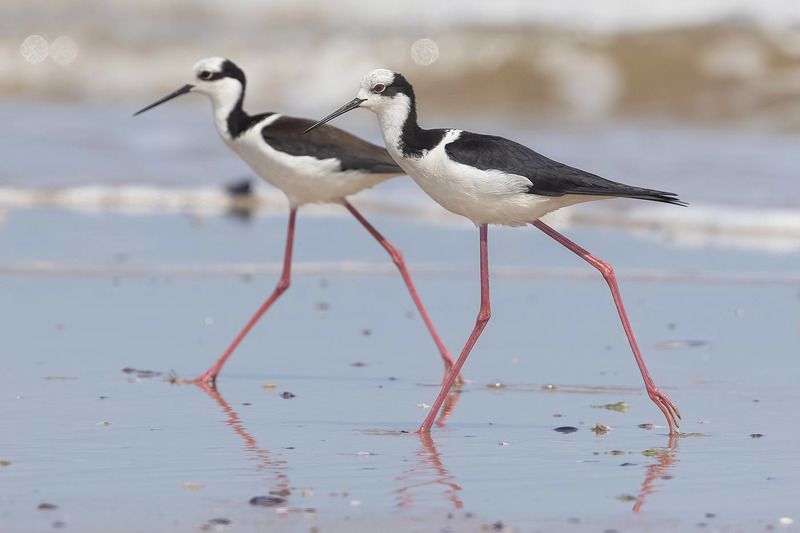 птицы, уругвай Американский ходулочникphoto preview