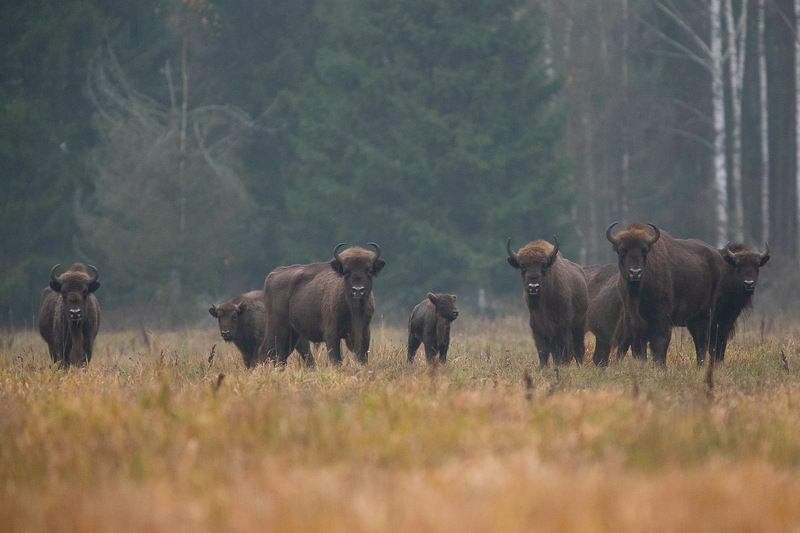 las,przyroda,ssaki,podlasie,żubry,bialowieża,fauna Żubryphoto preview