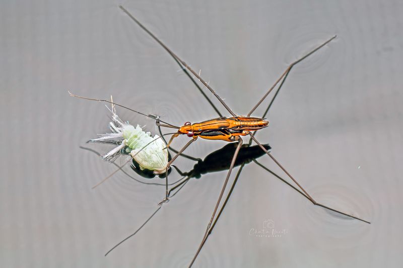 Gerris lacustris, on water, insect, animal, macro, light, fastly, small, beauty, legs, long Gerris lacustrisphoto preview