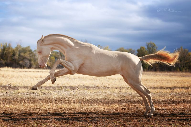 Лошадь, лошади, horse, horses, галоп, поле, степь, осень Памирханphoto preview