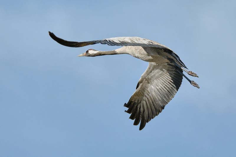 #bird #wildlife #nature #birdphotography Полетphoto preview