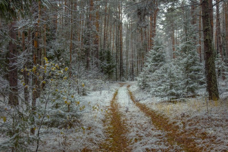 осень серково октябрь снежок лес дорога О первом снеге в лесуphoto preview