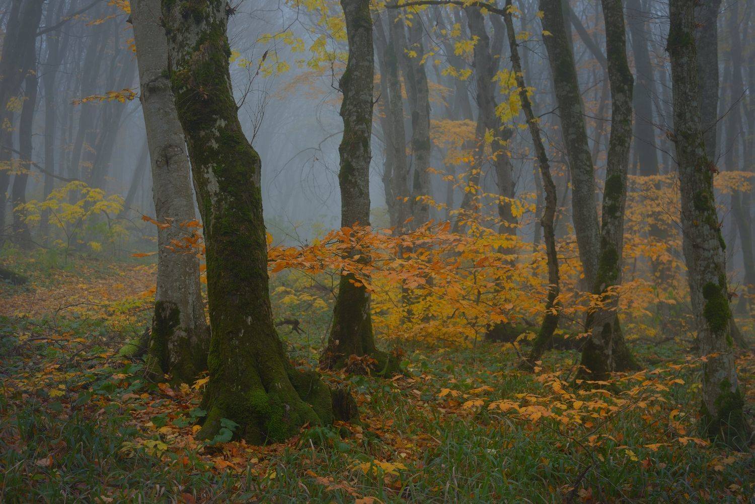 осень листва утро лес туман, Александр Жарников