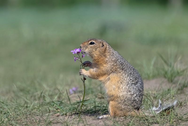 суслик, о. татышев,лето, цветок Суслик обыкновенныйphoto preview