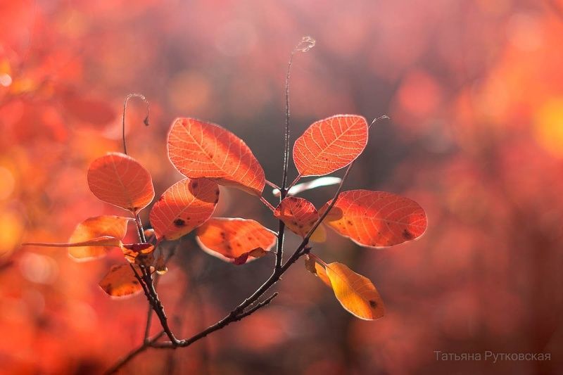 И все это скумпияphoto preview