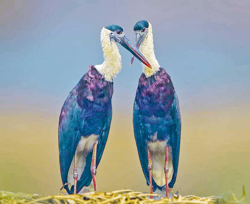 Wooly Necked Storkphoto preview