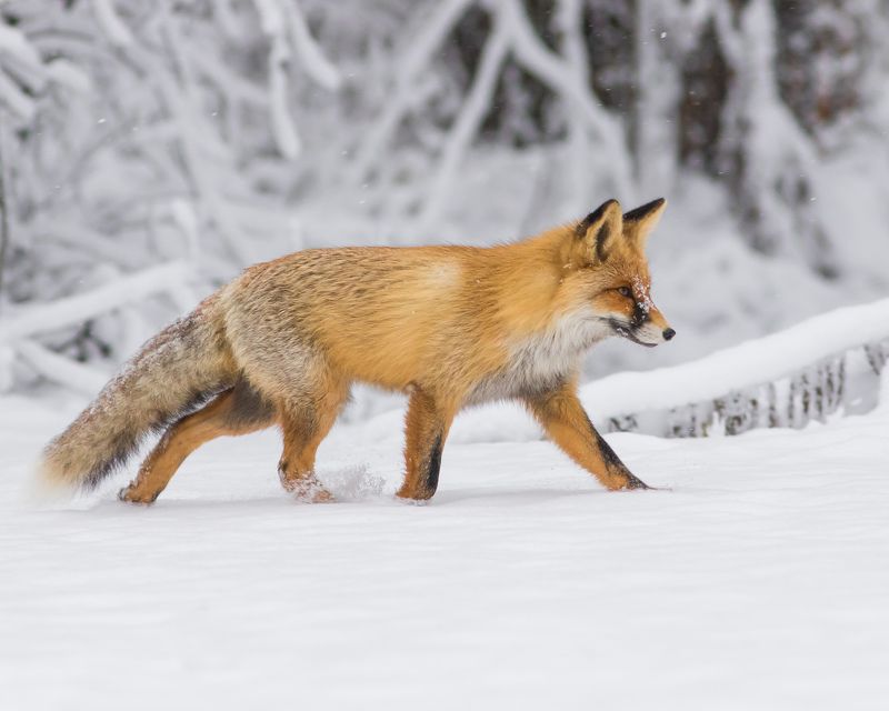 лисица Лисицаphoto preview