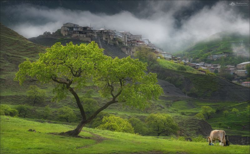 дагестан, чох, террасы, фототур в дагестан, кавказ, чохские террасы Утро в Чохе ..photo preview